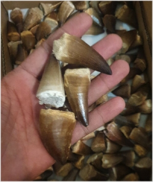 Mosasaur Tooth Fossils from Morocco