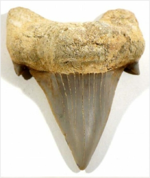 Mosasaur Tooth Fossils from Morocco