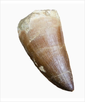 Mosasaur Tooth Fossils Morocco