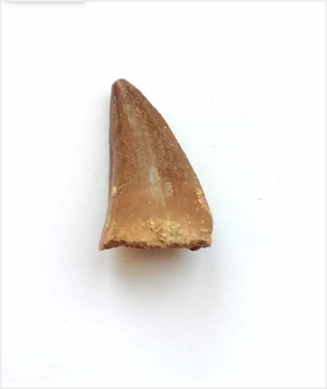 Mosasaur Tooth Fossils