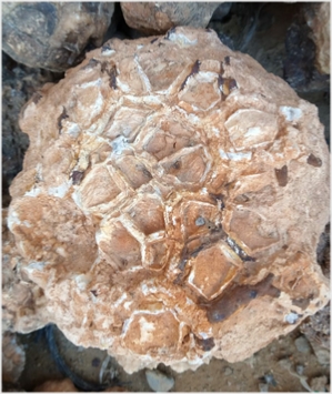 Selenite Minerals From Moroccco