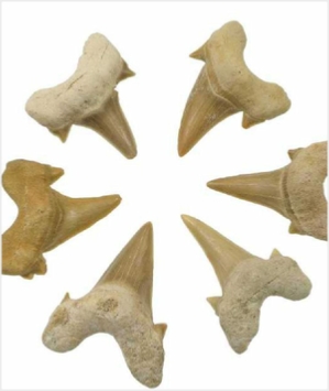 Shark Teeth Fossils For Sale From Morocco